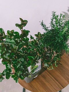 ミントの品種はおまかせになります