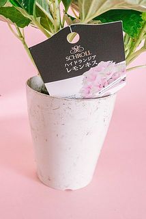 鉢が汚れている場合がございます。気になる方は優しく拭き取ってください。