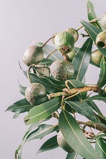 特性として、実に傷や汚れがある場合がございます。