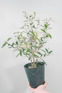 大きさには個体差がございます。