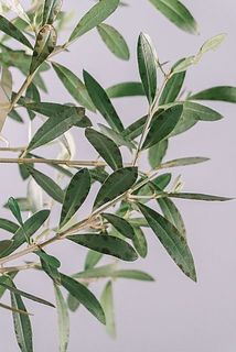 一部、葉が変色している場合がございます。