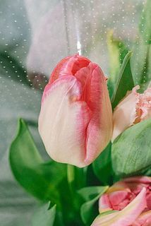 咲きすぎてしまっているチューリップが数本入っています。