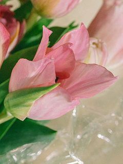 咲きすぎてしまっているチューリップが数本入っています。