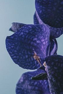 一部、傷や欠けがある場合がございます。