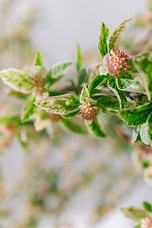 ピンクの小花がキュート🥰