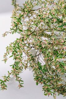 斑入りのはが可愛い！