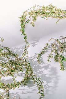 枝ぶりには個体差があります