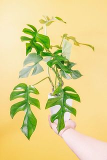 ボリュームには個体差があります。