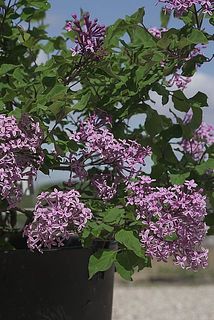 「ペンダ」」開花イメージ