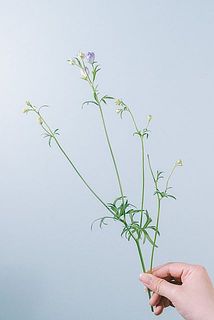 蕾の状態でお届けする場合がございます。