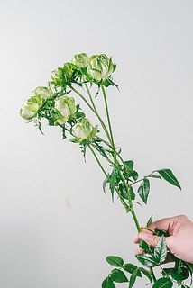 花付きには個体差がございます。