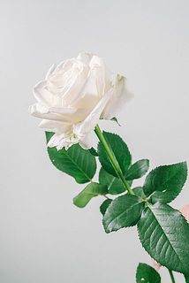 外側の花びらには傷や変色がある可能性も。気になる場合優しく外してください