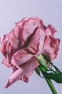 外側の花びらには傷や変色がある可能性も。気になる場合優しく外してください