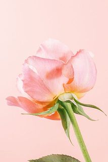 外側の花びらには傷や変色がある可能性も。気になる場合優しく外してください