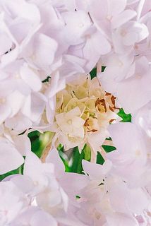 一部、花びらが茶色く変色している場合がございます。