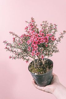 品種はおまかせになります。