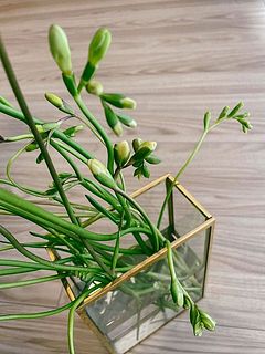 硬い蕾の状態でも少しずつ時間をかけて開花する場合も