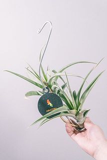 大きさや形には個体差がございます。