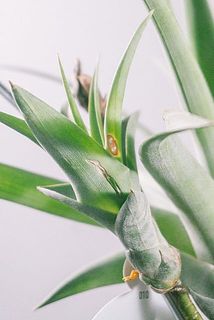 一部、傷や茶色く変色している場合がございます。