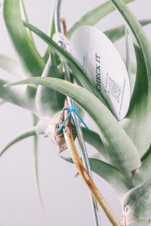 支柱にワイヤーで固定しています。