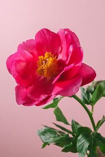 満開の芍薬をお届けします。少し花粉が花びらについていることも。