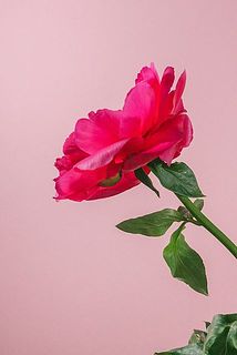 花びらが反り返っている場合がございます。