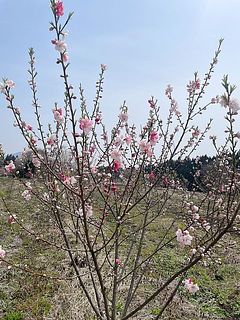 1つの木からいろいろな色の花が咲きわける不思議な品種です🌸