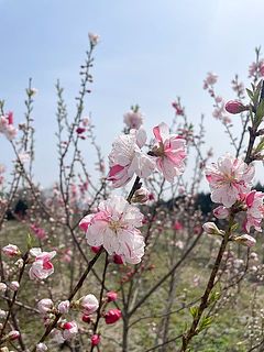 フローリストが去年の4月に源平桃を見てきました☺️