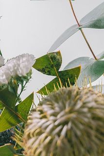 葉っぱは一部変色していることがあります。ネイティブフラワーの特性でもありますので、ご了承ください。