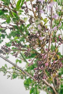 葉が変色している場合がございます。