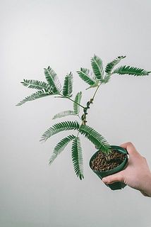 サイズには個体差がございます