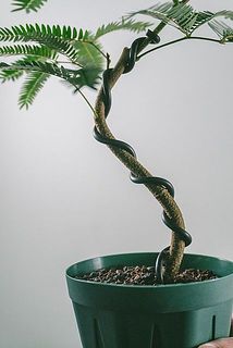 ワイヤーで固定しています。幹がしっかりしてきたら、優しく外しても問題ありません。