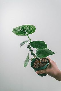 お届け一例　枝ぶりには個体差がございます。