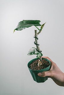 お届け一例　ワイヤーで固定しています。幹がしっかりしてきたら、優しく外しても問題ありません。