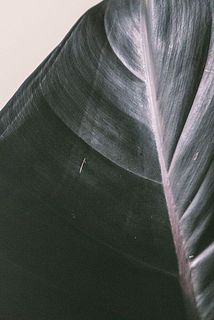 葉に傷や破れなどがある場合がございます。