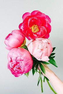 開花イメージ　※大変開花しやすい品種のため、配送中に満開になる可能性も。