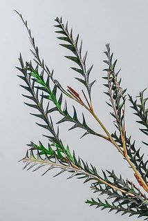 一部ドライになっている葉もございます。