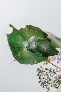 一部変色や欠けている葉がある場合がございます。