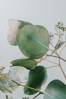 一部変色や欠けている葉がある場合がございます。