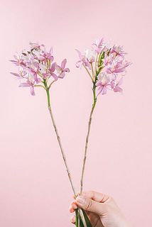 花付きには個体差がございます。