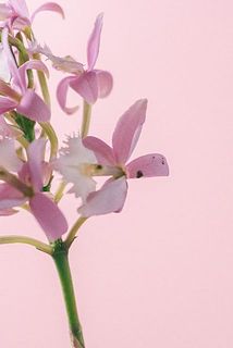 一部、花びらが黒く変色している場合がございます。