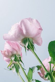 外側の花びらは、お花を守るためについています。傷や汚れが気になるときは、そっと取りのぞいてみてください。