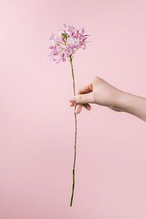 お届け時は保水をするため、葉を落とした状態で発送する場合がございます。