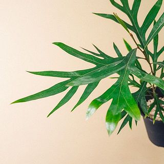 葉の切れ込みが深くて可愛い😍