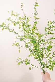 お届けイメージ。お届けは蕾の状態になります