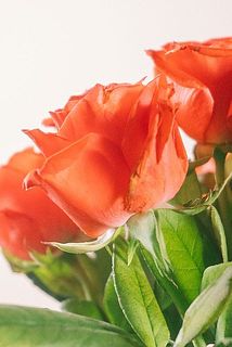 花弁に傷がある場合がございます。気になる方は取り除いてください