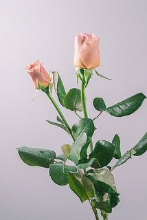 バラの大きさ、咲き具合には個体差があります