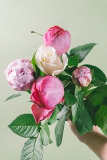 芍薬の品種はおまかせになります。