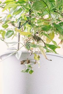 一部、葉が茶色く変色している場合がございます。