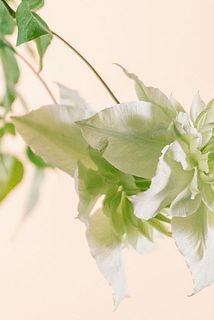 花びらに傷や変色がある場合がございます。